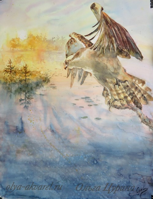 АКВАРЕЛЬ рыбалка скопа союз охраны птиц картина озеро утро художник