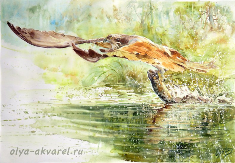 Художник акварельная живопись скопа рыбалка охота птицы 