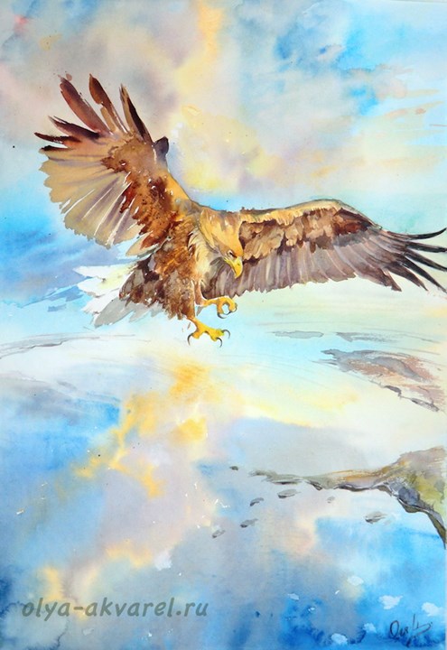 художник картина птицы орлан белохвост акварель watercolor bird