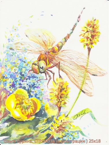 СТРЕКОЗА. рисунки насекомых акварелью,  25х18  DRAGONFLY (illustrations to poetry), watercolor painting, Цурина Ольга