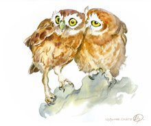 Совушки сплетницы