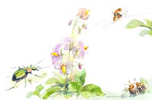 Муравьишка едет на спине жужелицы и Блошачка