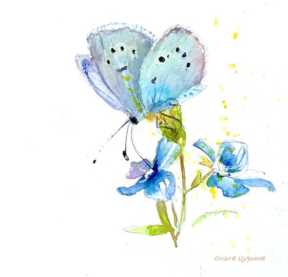 бабочка голубянка