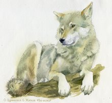  «Про волка» титул